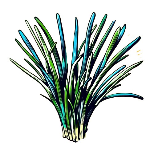 chives